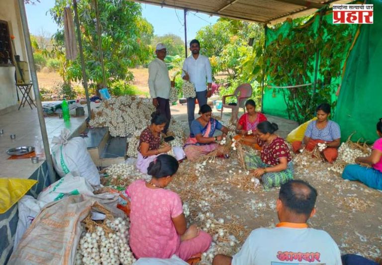 GI Tag White Onion Production : जीआय टॅग मिळूनही अडचण; पांढऱ्या कांद्याच्या उत्पादनात मोठी घट