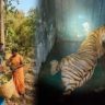 Chandrapur Tiger Attack : अंधारात थरारक ऑपरेशन; ४ महिलांचा बळी घेणारी टी-2 वाघीण अखेर जेरबंद