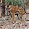 Chandrapur Tiger Attack : चंद्रपूर हादरलं! दबा धरून बसलेल्या वाघिणीचा १३ जणांवर हल्ला, ४ महिलांचा जागीच मृत्यू