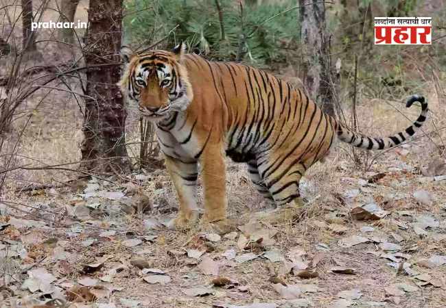 Chandrapur Tiger Attack : चंद्रपूर हादरलं! दबा धरून बसलेल्या वाघिणीचा १३ जणांवर हल्ला, ४ महिलांचा जागीच मृत्यू