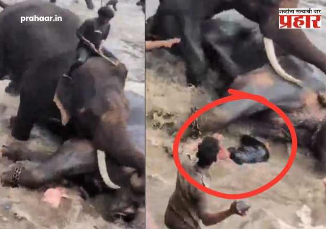 Dubare Elephant Camp : थरकाप उडवणारी घटना! कर्नाटकातील दुबारे हत्ती कॅम्पमध्ये दोन हत्तींच्या झुंजीत महिला पर्यटकाचा जागीच दुर्दैवी मृत्यू