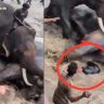Dubare Elephant Camp : थरकाप उडवणारी घटना! कर्नाटकातील दुबारे हत्ती कॅम्पमध्ये दोन हत्तींच्या झुंजीत महिला पर्यटकाचा जागीच दुर्दैवी मृत्यू