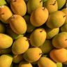 Japan Bans Indian Mangoes : जपानमध्ये हापूससह भारतीय आंब्यांना बंदी! केमिकलमुक्त प्रक्रियेत गंभीर निष्काळजीपणा उघड