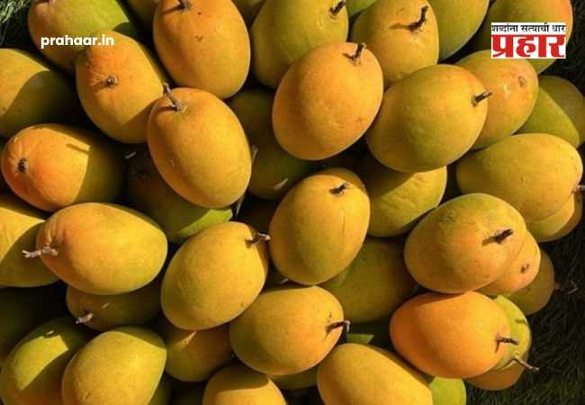 Japan Bans Indian Mangoes : जपानमध्ये हापूससह भारतीय आंब्यांना बंदी! केमिकलमुक्त प्रक्रियेत गंभीर निष्काळजीपणा उघड