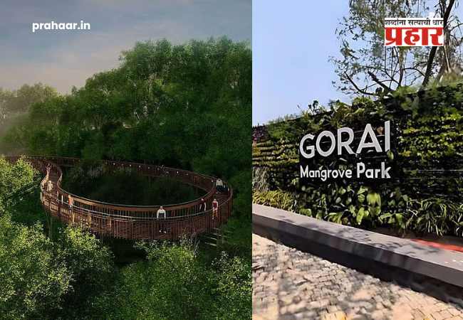 Mangrove Park in Gorai : गोराईत राज्याच्या पहिल्या ‘कांदळवन पार्क’चे २८ मे रोजी उद्घाटन; निसर्गप्रेमींना मिळणार विरंगुळ्याचे नवे ठिकाण