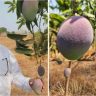 World's Most Expensive Mango : जळगावातील सेवानिवृत्त पोलीस अधिकाऱ्याने पिकवला जगातील महागडा आंबा