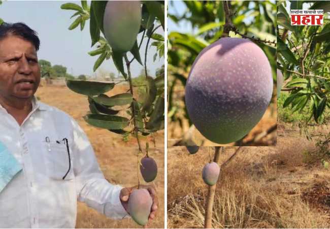 World’s Most Expensive Mango : जळगावातील सेवानिवृत्त पोलीस अधिकाऱ्याने पिकवला जगातील महागडा आंबा