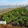 Mumbai Coastal Road : मुंबईचा समुद्रकिनारा नटणार हिरवाईने! कोस्टल रोड शेजारी ६० हजार झाडांची लागवड; रिलायन्स फाउंडेशन उभारणार 'अर्बन फॉरेस्ट'