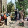 BMC ने मुंबईतल्या सार्वजनिक ठिकाणी असलेल्या झाडांसाठी सुरू केली कूलिंग ट्रीटमेंट