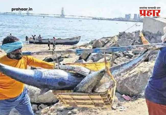 Monsoon Fishing Ban : मत्स्यप्रजननासाठी राज्याच्या सागरी हद्दीत १ जूनपासून यांत्रिक मासेमारीला बंदी; नियम मोडल्यास होणार कडक कारवाई