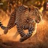 Pune Leopard Attack : जुन्नरमध्ये पुन्हा बिबट्याचा थरार! बहिणीसोबत मॉर्निंग वॉकला गेली अन् दबा धरून बसलेल्या बिबट्याची चिमुरडीवर झडप