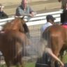 Redcar Racecourse Shocking Video : शॉकिंग व्हिडिओ! रेडकार रेसकोर्सवर घोड्याची महिलेला जीवघेणी लाथ; महिला थेट...