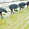 Rainy Season: यंदा पाऊस कमीच पडणार, हवामान विभागाच्या अंदाजामुळे शेतकरी चिंतेत