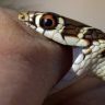 Snake bite : त्याला वीस वर्षांपासून दंश करत आहे साप, आता त्याचं रक्त बनलं सर्पविषावर रामबाण उपाय!