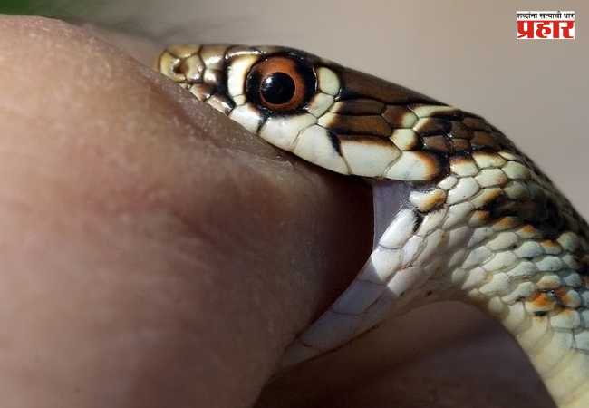 Snake bite : त्याला वीस वर्षांपासून दंश करत आहे साप, आता त्याचं रक्त बनलं सर्पविषावर रामबाण उपाय!