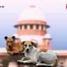Stray Dog Menace : रस्त्यांवरील कुत्र्यांचा प्रश्न अखेर सुटणार ? नागरिकांची सुरक्षा की प्राण्यांचे हक्क, आज सर्वोच्च न्यायालयाच्या निकालाकडे देशाचे लक्ष