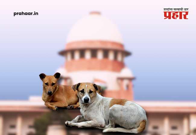 Stray Dog Menace : रस्त्यांवरील कुत्र्यांचा प्रश्न अखेर सुटणार ? नागरिकांची सुरक्षा की प्राण्यांचे हक्क, आज सर्वोच्च न्यायालयाच्या निकालाकडे देशाचे लक्ष