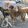 Stray Dogs : सर्वोच्च न्यायालयाचा मोठा निर्णय : शाळा आणि रुग्णालयांंजवळून भटके कुत्रे हटवण्याचे आदेश कायम