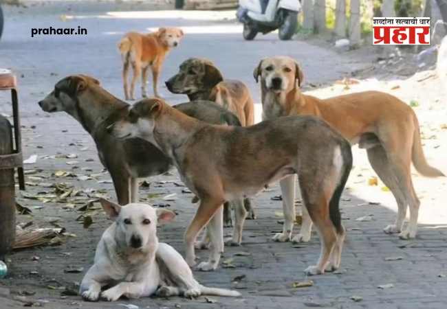 Stray Dogs : सर्वोच्च न्यायालयाचा मोठा निर्णय : शाळा आणि रुग्णालयांंजवळून भटके कुत्रे हटवण्याचे आदेश कायम