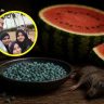 Rat poison found in watermelon : पायधुनी कलिंगड मृत्यू प्रकरण : उंदीर मारणाऱ्या 'झिंक फॉस्फाईड'वर जगात कोणताही उतारा का नाही? वाचा सविस्तर