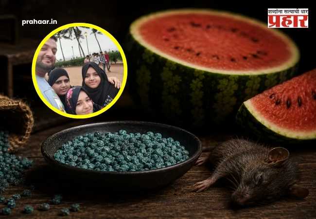 Rat poison found in watermelon : पायधुनी कलिंगड मृत्यू प्रकरण : उंदीर मारणाऱ्या ‘झिंक फॉस्फाईड’वर जगात कोणताही उतारा का नाही? वाचा सविस्तर