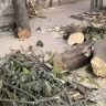 Khar tree collapse : खारमध्ये रिक्षावर झाड कोसळल्याने १४ वर्षीय मुलीचा मृत्यू