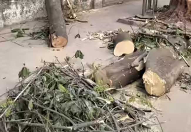 Khar tree collapse : खारमध्ये रिक्षावर झाड कोसळल्याने १४ वर्षीय मुलीचा मृत्यू
