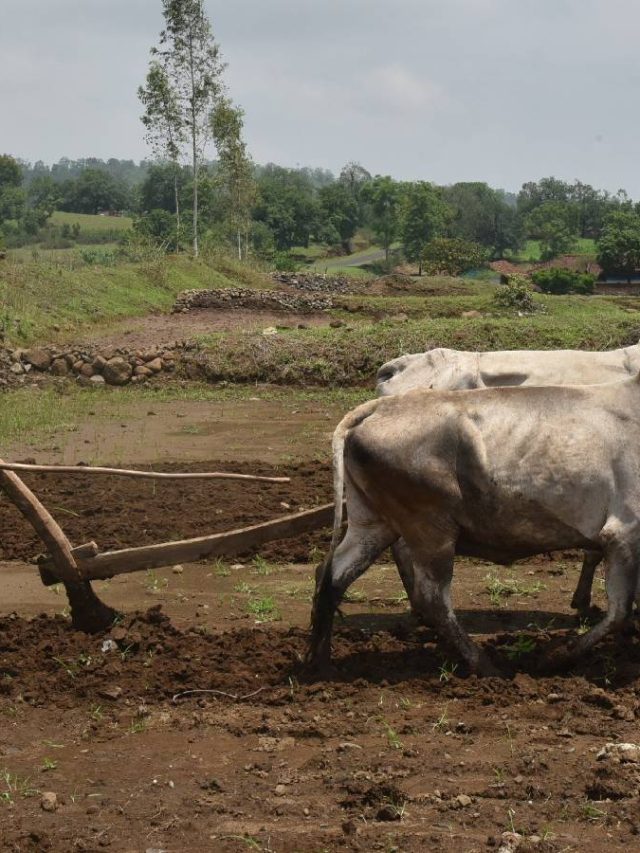Pre-Monsoon Farming Work : पावसाळापूर्व शेती मशागतीच्या कामांना वेग, १४ मे पासून अवकाळी पावसाचा अंदाज