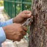 Nails Free Tree : मुंबईतील १०७१ झाडे काँक्रीटमुक्त, झाडांवरील ५० किलो खिळ्यांच्या वेदनांचा भार केला हलका