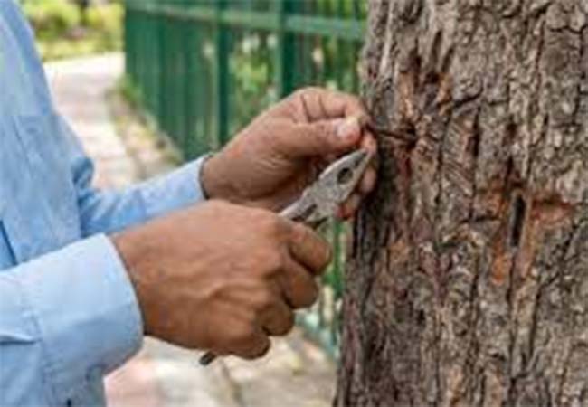 nail-free-tree