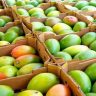 Mango Juice Caused Poisoned : 
