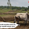 Pre-Monsoon Farming Work : पावसाळापूर्व शेती मशागतीच्या कामांना वेग, १४ मे पासून अवकाळी पावसाचा अंदाज
