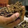 Anti-Drug Operation : DRI ची मोठी कारवाई! ५२२ किलो गांजा जप्त; २.६१ कोटींच्या ड्रग्स तस्करीचा पर्दाफाश