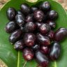 JAMUN : हवामान बदलाचा 'गोड' साक्षीदार: उन्हाळ्याचा निरोप घेताना जांभळाचा मनसोक्त आनंद घ्या!