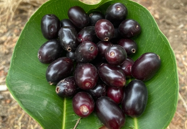 jamun