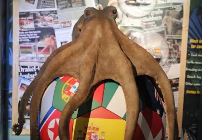 paul octopus
