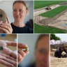 Historical discovery in Denmark : वायकिंग काळातील भव्य वस्त्र उत्पादन केंद्र; हजारो वर्षांपूर्वीच्या इतिहासावर नवा प्रकाश
