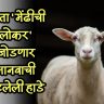 Magic of Science : आता 'मेंढीची लोकर' जोडणार मानवाची तुटलेली हाडे; संशोधनाला मोठे यश