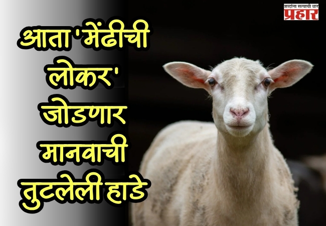 sheep wool