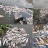 Indrayani river Fish : देहूतील इंद्रायणी नदीत मृत माशांचा खच; आषाढी वारीपूर्वी प्रदूषणाचा प्रश्न पुन्हा ऐरणीवर
