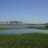 Water hyacinth : पवई तलावातील जलपर्णी आता कायमची हद्दपार..