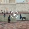 Monkey's Pool Party Inside Taj Mahal : ताजमहालच्या फाउंटनमध्ये माकडांची 'पूल-पार्टी'! उकाड्यापासून वाचण्यासाठी वानरसेनेची धम्माल; व्हिडिओ व्हायरल