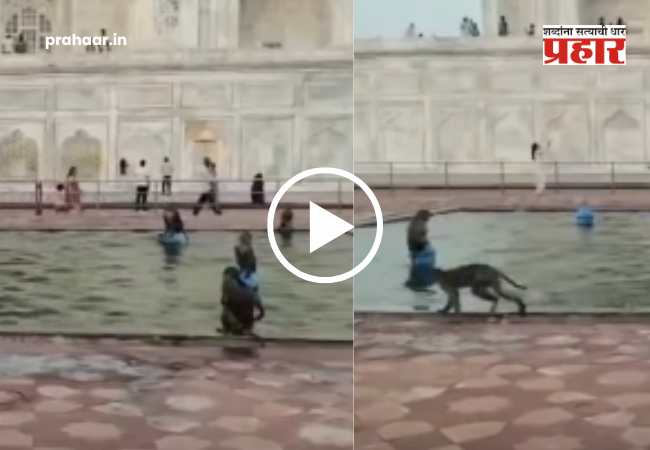 Monkey’s Pool Party Inside Taj Mahal : ताजमहालच्या फाउंटनमध्ये माकडांची ‘पूल-पार्टी’! उकाड्यापासून वाचण्यासाठी वानरसेनेची धम्माल; व्हिडिओ व्हायरल