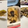 Mumbai Airport Customs Seize 29 Exotic Animals : सुटकेस उघडली अन् आत होते अजगर, गिबन आणि...मुंबई विमानतळावर विदेशी प्राण्यांची तस्करी उघडकीस