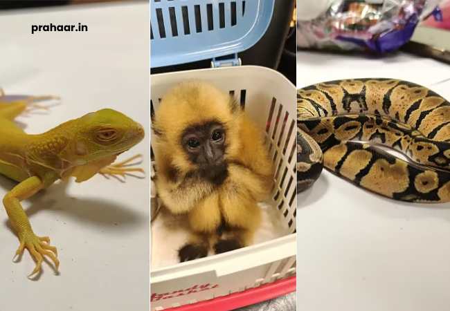 Mumbai Airport Customs Seize 29 Exotic Animals : सुटकेस उघडली अन् आत होते अजगर, गिबन आणि…मुंबई विमानतळावर विदेशी प्राण्यांची तस्करी उघडकीस