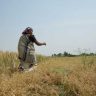 Rajmata Jijau Women's Empowerment Scheme : फडणवीस सरकारचा मोठा निर्णय! आत्महत्याग्रस्त शेतकऱ्यांच्या विधवांना मिळणार केवळ १ रुपयात जमीन