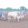 पेरणीयोग्य पावसाची प्रतीक्षा