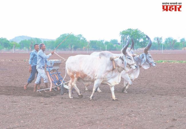 पेरणीयोग्य पावसाची प्रतीक्षा
