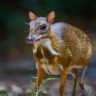 Mouse-Deer : चिपळूणमध्ये दुर्मिळ ‘माऊस डियर’चे दर्शन