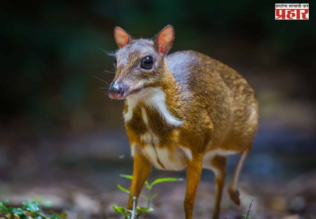 Mouse-Deer : चिपळूणमध्ये दुर्मिळ ‘माऊस डियर’चे दर्शन